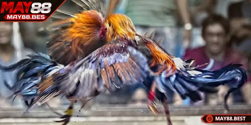 Đá gà online tiền thật thu hút đông đảo cược thủ