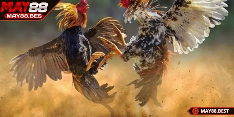 Xem đá gà Campuchia hôm nay và những điều hấp dẫn cho cược thủ