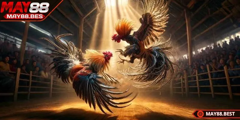 Tính an toàn và chất lượng của đá gà trực tuyến