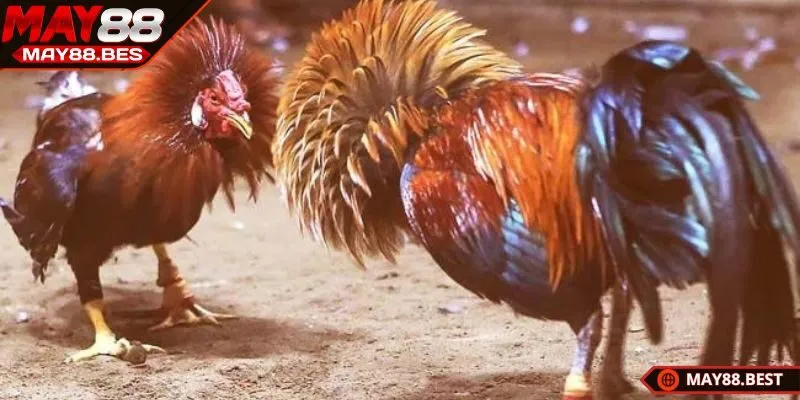 Đá gà cựa sắt được cược thủ yêu thích hiện nay