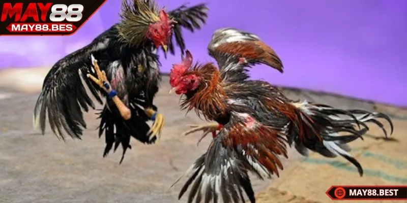 Trải nghiệm với một số kèo đá gà đơn giản tại MAY88